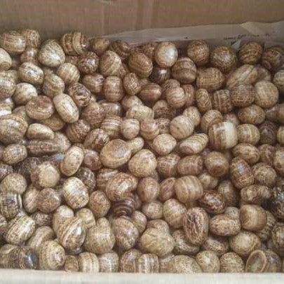 River Stone Pebbles ( Brown Mix )