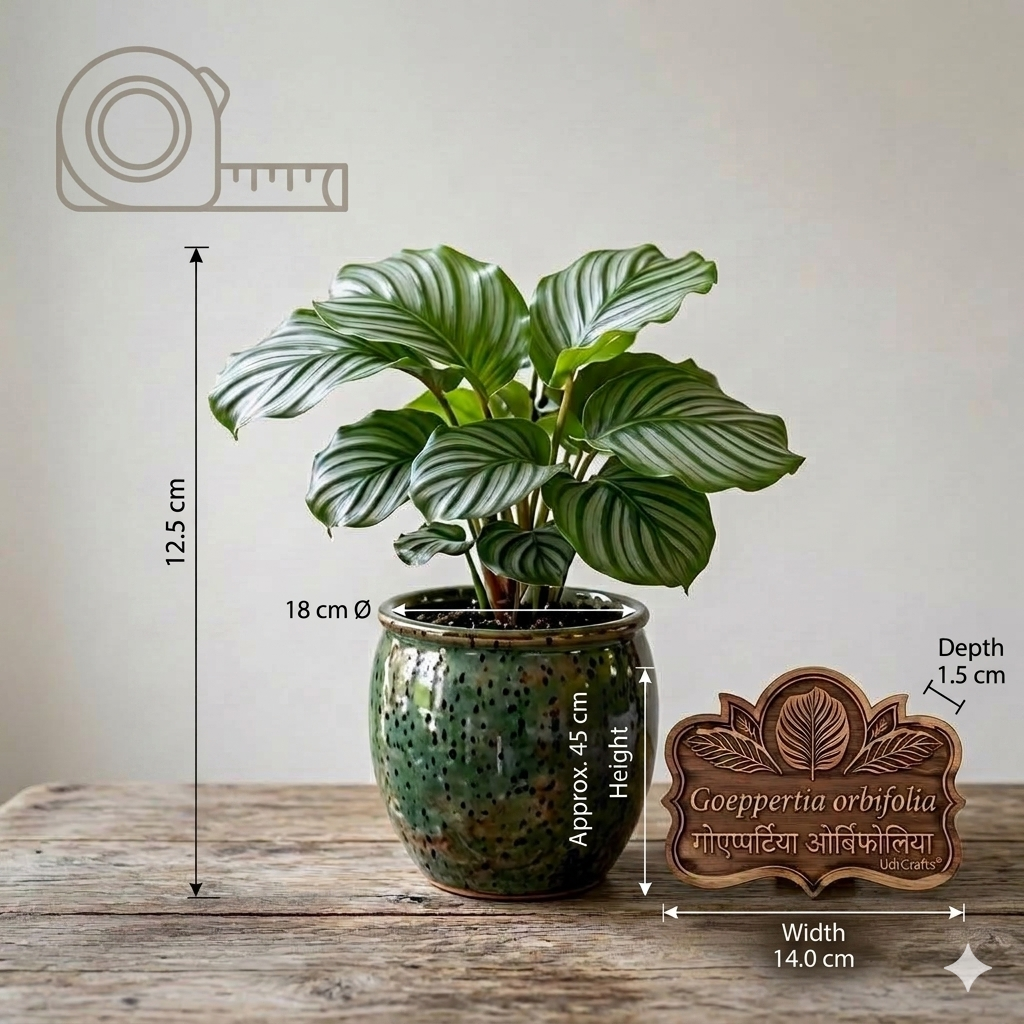 UdrCrafts® Premium Engraved Teak Wood Plant Name Board – Customized Botanical Garden Marker & Sign for Goeppertia Orbifolia Indoor Plants