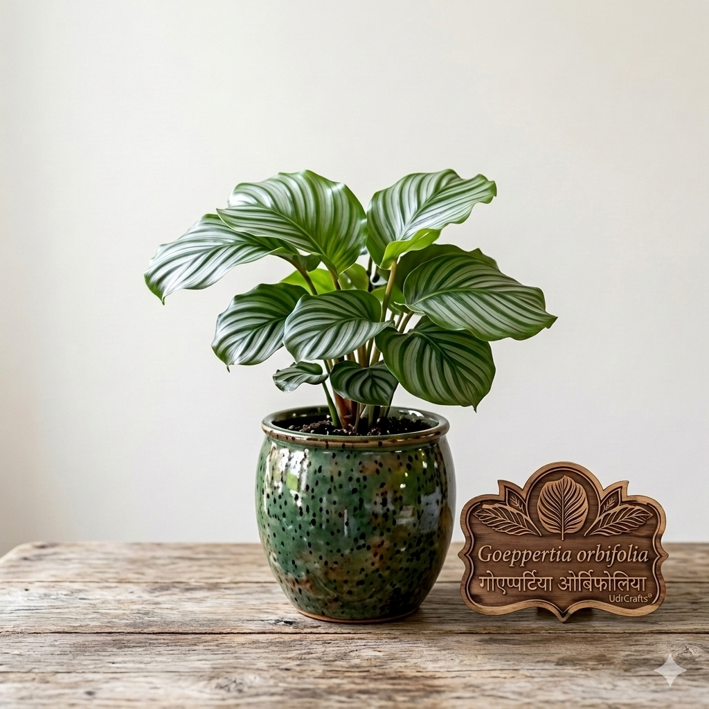 UdrCrafts® Premium Engraved Teak Wood Plant Name Board – Customized Botanical Garden Marker & Sign for Goeppertia Orbifolia Indoor Plants
